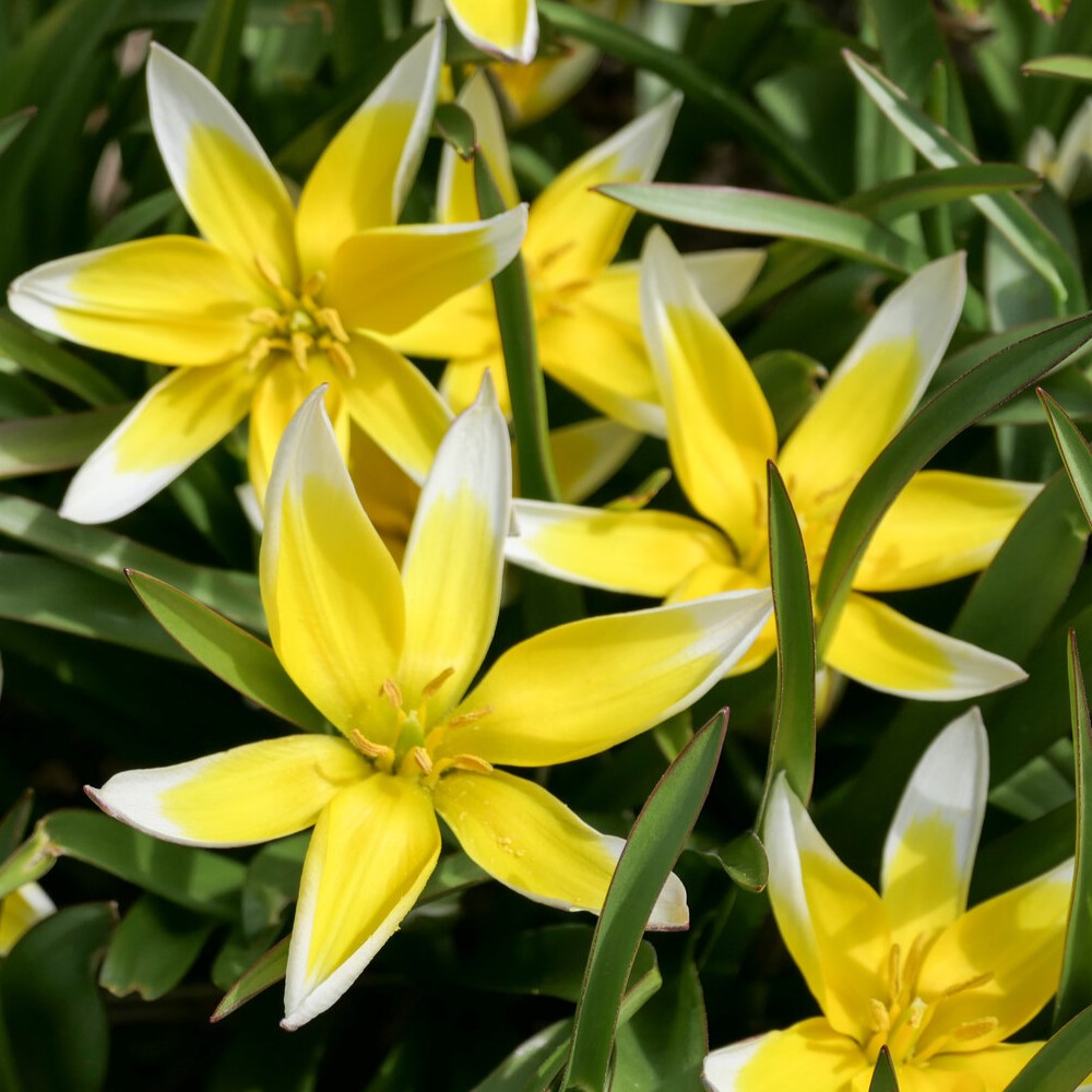 Artikelbild 2 des Artikels “Tarda-Tulpe “